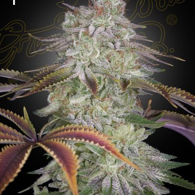 AlienZ-(5-Pack)