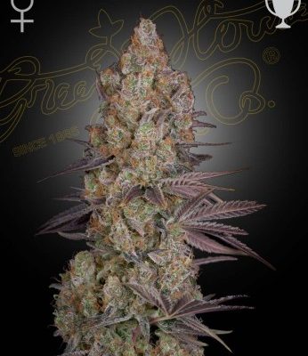 Exodus Cheese Seeds 5 Pack