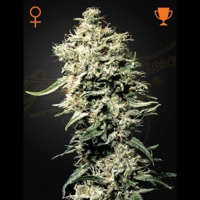 White Rhino 5 seed pack