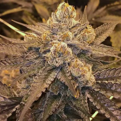 LA Cheese | Big Budha Seeds - CLONES