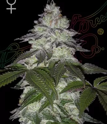 Milky Dreams | Greenhouse Seeds - CLONES