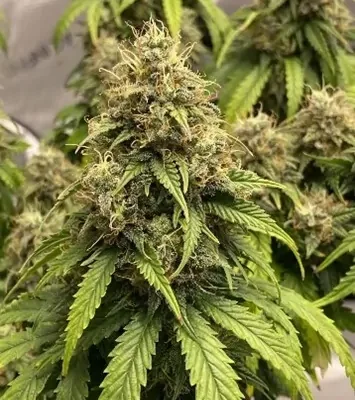 Blue Cheese | Barney’s Farm Genetics - CLONES