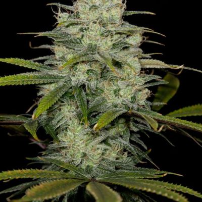 Cheese CBD | DINAFEM - CLONES
