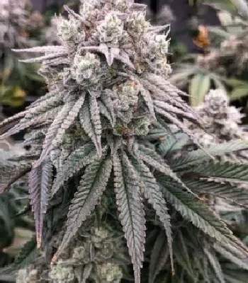 Supercheese | Positronics - CLONES