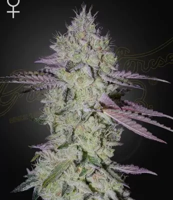 Tarte Tatin | Greenhouse Seeds - CLONES